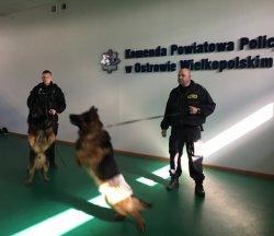 Zdjęcie przedstawia dwóch umundurowanych policjantów i dwa psy służbowe. Za nimi na ścianie znajduje się napis Komenda Powiatowa Policji w Ostrowie Wielkopolskim.